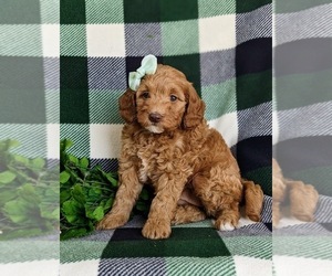 Goldendoodle (Miniature) Puppy for sale in NOTTINGHAM, PA, USA