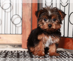 Small #1 Yorkshire Terrier