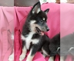 Small Photo #5 Pomsky Puppy For Sale in SAN DIEGO, CA, USA