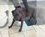 Small American Pit Bull Terrier