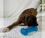 Small #3 Boxer