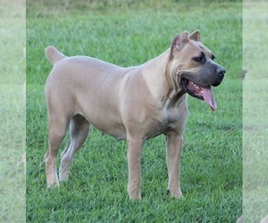 Mother of the Cane Corso puppies born on 01/31/2024