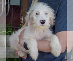 Small #2 Australian Shepherd Mix