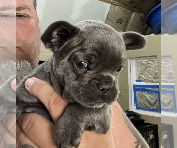 Medium Photo #21 French Bulldog Puppy For Sale in TRENTON, TX, USA