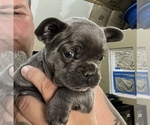 Small Photo #21 French Bulldog Puppy For Sale in TRENTON, TX, USA