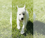 Small #3 German Shepherd Dog