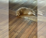 Small Photo #72 Aussiedoodle Puppy For Sale in ASHEVILLE, NC, USA