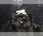Small Photo #31 Shih Tzu Puppy For Sale in WARSAW, IN, USA