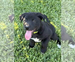Labrador Retriever-Unknown Mix Dogs for adoption in The Woodlands, TX, USA