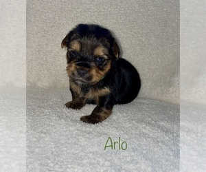 Yorkshire Terrier Puppy for sale in DECATUR, IN, USA