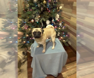 Pug Puppy for sale in NEOSHO, MO, USA