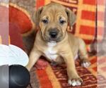 Small Photo #4 Labrador Retriever-Unknown Mix Puppy For Sale in San Diego, CA, USA