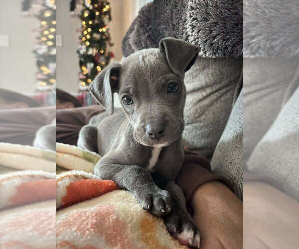 Medium Photo #2 Mutt Puppy For Sale in New York, NY, USA