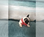 Small Photo #6 French Bulldog Puppy For Sale in PAWTUCKET, RI, USA