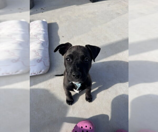 Medium Photo #8 Mutt Puppy For Sale in Sandy, UT, USA