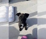 Small #7 Mutt