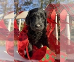 Small Photo #17 Goldendoodle Puppy For Sale in PIEDMONT, SC, USA