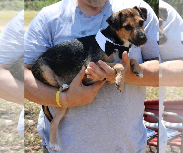 Medium Photo #3 Jack-Rat Terrier Puppy For Sale in Bandera, TX, USA