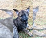 Small Photo #7 German Shepherd Dog Puppy For Sale in SUGAR LAND, TX, USA