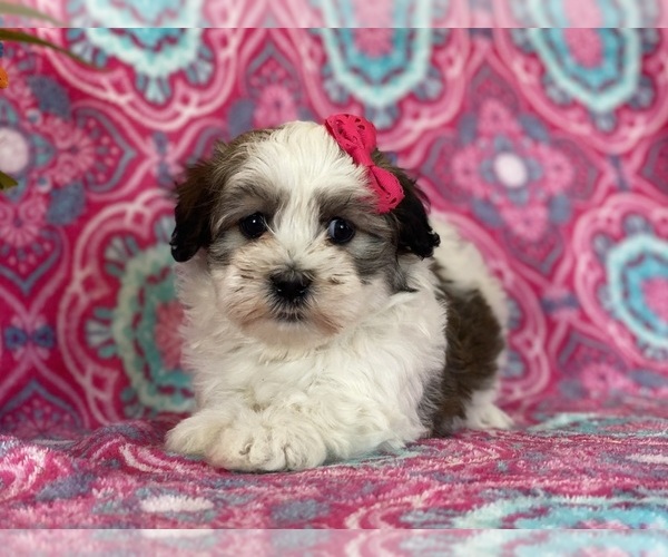 Medium Photo #4 Havanese Puppy For Sale in LANCASTER, PA, USA