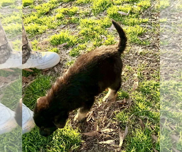 Medium Photo #2 German Shepherd Dog-Unknown Mix Puppy For Sale in Holly Hill, SC, USA