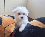 Puppy Pecan Maltese