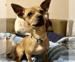 Small #1 Chihuahua Mix