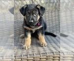 Small Photo #9 German Shepherd Dog Puppy For Sale in RIVERDALE, MD, USA
