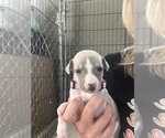 Small #5 Whippet