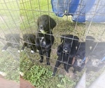 Small Photo #5 Gollie Puppy For Sale in OSKALOOSA, IA, USA