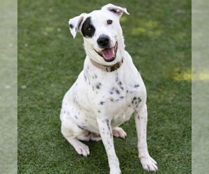 Parson Russell Terrier-Unknown Mix Dogs for adoption in Camarillo, CA, USA