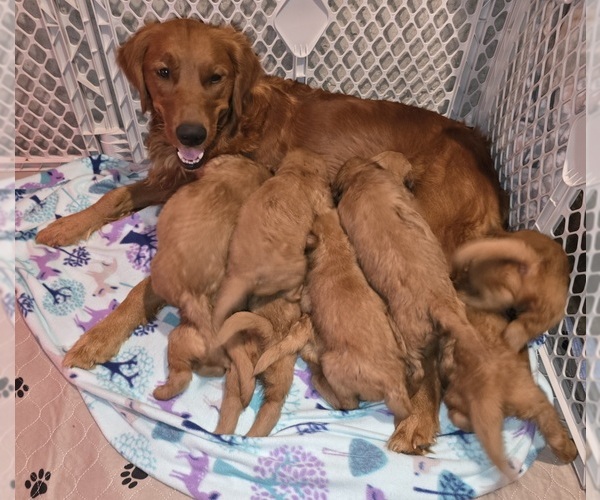 Medium Photo #1 Golden Retriever Puppy For Sale in GENESEO, IL, USA