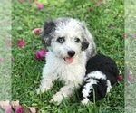 Small Photo #4 Aussiedoodle Miniature  Puppy For Sale in FORT MYERS, FL, USA