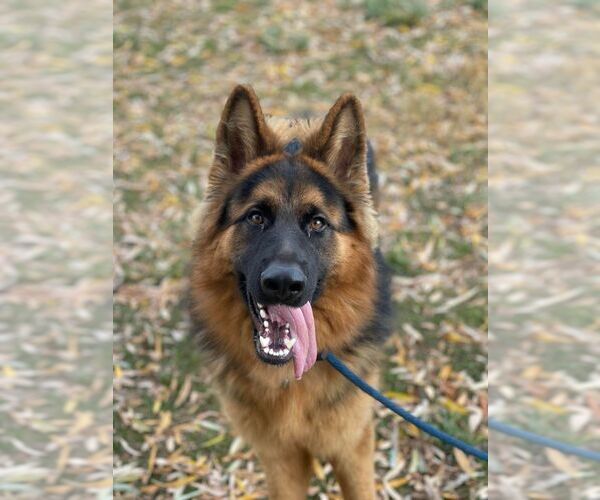 Medium Photo #1 German Shepherd Dog Puppy For Sale in Mt. Airy, MD, USA
