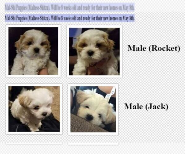 Medium Photo #1 Mal-Shi Puppy For Sale in MCPHERSON, KS, USA