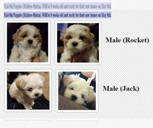 Mal-Shi Puppy for sale in MCPHERSON, KS, USA