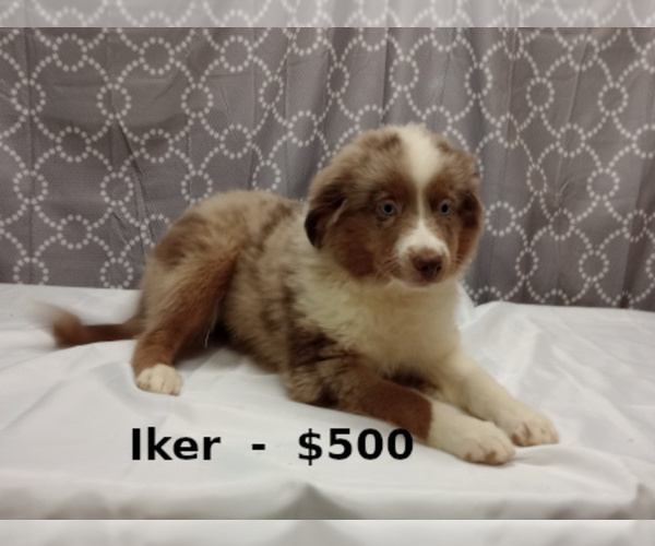 Full screen Photo #4 Miniature Australian Shepherd Puppy For Sale in CAMPBELL, MN, USA