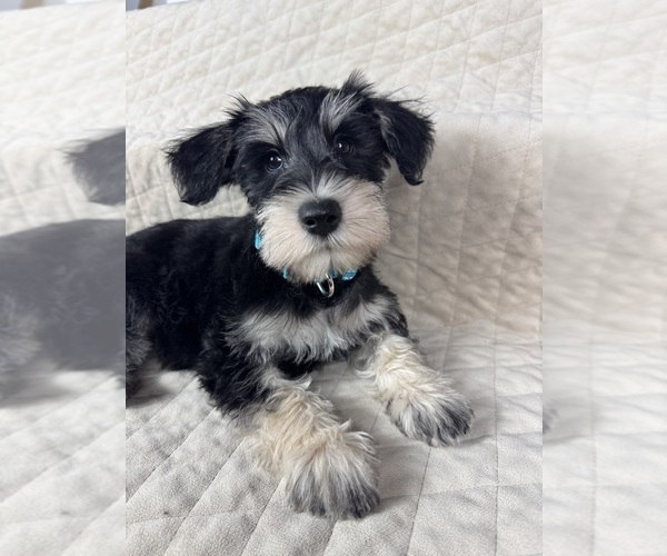 Medium Photo #7 Schnauzer (Miniature) Puppy For Sale in HIGHLAND, CA, USA