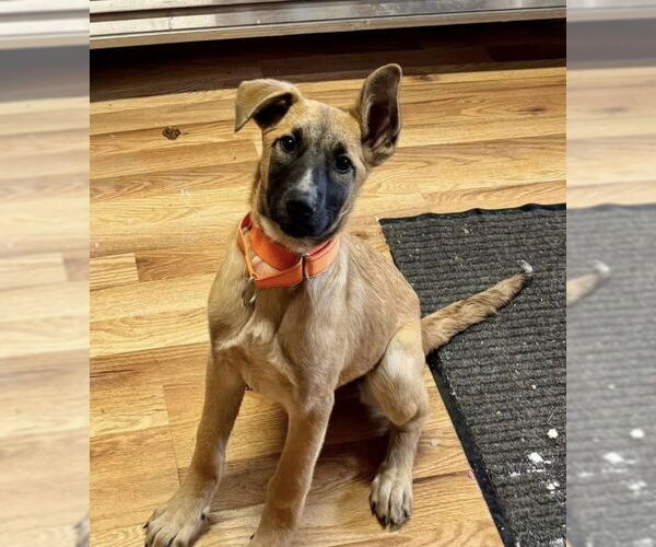 Medium Photo #8 Mutt Puppy For Sale in Alexander, AR, USA