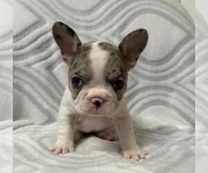 French Bulldog Puppy for sale in JOHNS ISLAND, SC, USA