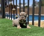 Small #1 English Bulldog