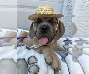 Mutt Dogs for adoption in Goodyear, AZ, USA