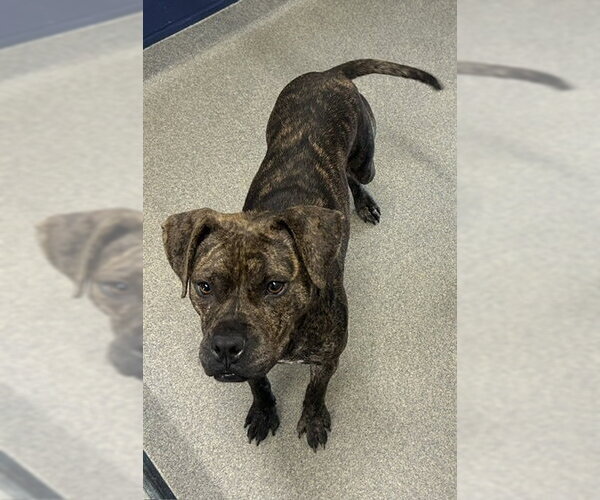 Medium Photo #1 Mutt Puppy For Sale in Sterling, MA, USA