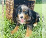 Small #4 Bernedoodle (Miniature)