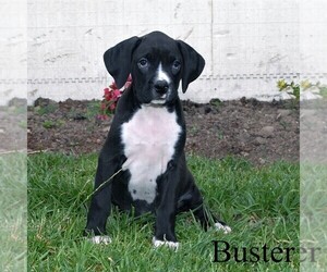 Boweimar-Boxer Mix Puppy for sale in LITTLE FALLS, NY, USA