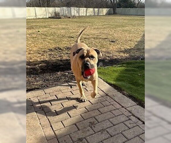 Medium Photo #3 Mastiff-Unknown Mix Puppy For Sale in Crete, IL, USA