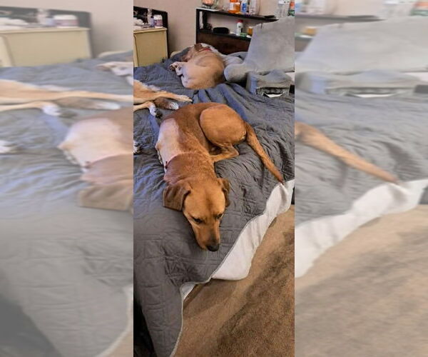 Medium Photo #8 Rhodesian Ridgeback-Unknown Mix Puppy For Sale in Brewster, NY, USA