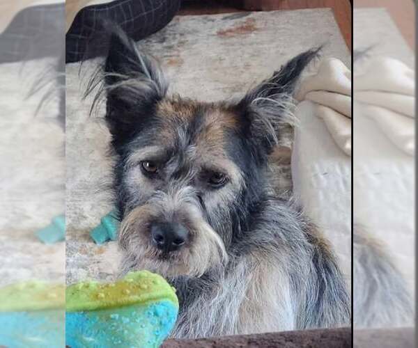 Medium Photo #3 Miniature Schnauzer-Unknown Mix Puppy For Sale in Mount Airy, NC, USA