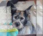 Small #2 Miniature Schnauzer Mix