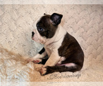 AKC Hemlock - Male Boston Terrier Puppy for Sale - Photo #2